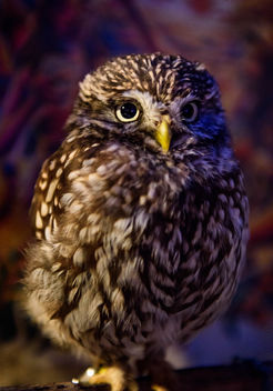 Owl - Free image #424701